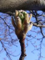 buds