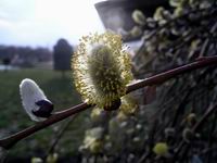 baclklit pussy willow