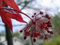red maple bud detail