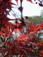 red maple buds