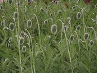 poppy buds