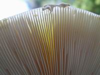 mushroom detail #2