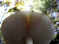 mushroom detail #1
