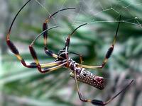 spider detail