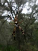 spider flip side